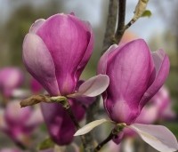 Magnolia soulangeana 'Lennei' - Beverboom - 4