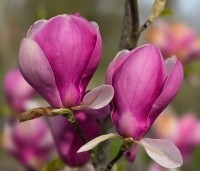 Magnolia soulangeana 'Lennei' - Beverboom - 3