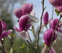 Magnolia soulangeana 'Lennei' - Beverboom - 2