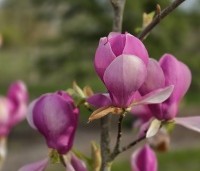Magnolia soulangeana 'Lennei' - Beverboom - 1