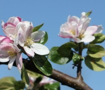 Malus domestica 'Ecolette'