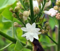 Syringa vulgaris 'Beauty of Moscow'