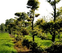 Verschillende maten en vormen Beuk, tuinbonsai