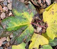 Liquidambar formosa 'Ellen' - Speciale amberboom met Aziatische roots - herfst