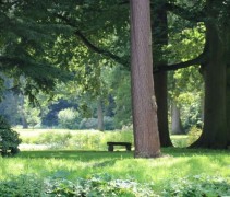 Fagus sylvatica in park