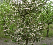 Malus ‘Red Sentinel’