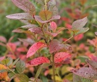 Vaccinium corymbosum 'Jersey' - Blauwe bes 'Jersey' - herfst