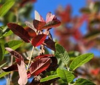 Amelanchier canandensis 'October Flame' - Zuilvormige krentenboompje met rood herfstblad - 3