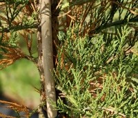 Sequoiadendron giganteum 'Healthy Mammoth One' - Mammoetboom 'Healthy Mammoth One'  - ruien in de winter is normaal