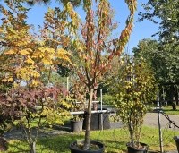 Prunus avium 'Sunburst' - Prunus avium 'Sunburst' - 1