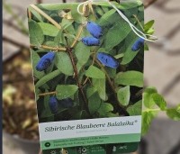 Lonicera caerulea 'Kamtschatica' - Honingbes 'Kamtschatica' - 1