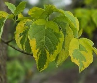Cornus florida 'Rainbow' - bontbladige cornus - 4