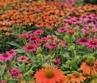 Echinacea purpurea - Zonnehoed is ook in andere kleurnuances verkrijgbaar