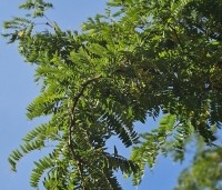 Gleditsia triacanthos 'Skyline' - Valse Christusdoorn 'Skyline' - 2