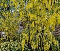 Laburnum wat. 'Vossii' - Goudenregen - 4