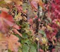 Parthenocissus tricuspidata 'Veitchii' - Wilde Wingerd Quickhedge - 11