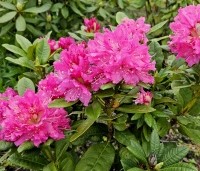 Rhododendron 'Marie Forte' - Rododendron 'Marie Forte' - 1