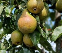 Pyrus com. 'Gieser Wildeman"  - Pyrus com. 'Gieser Wildeman"  - 4