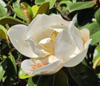 Magnolia grandiflora 'Goliath' - Magnolia grandiflora 'Goliath' - 5