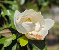 Magnolia grandiflora 'Goliath' - Magnolia grandiflora 'Goliath' - 4