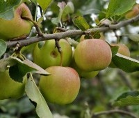 Malus dom. 'Jonagold' - Malus dom. 'Jonagold' - 1
