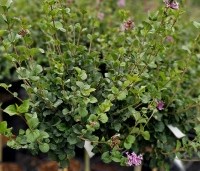Syringa meyeri 'Palibin' - Dwergsering 'Palibin' - 4