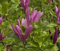 Magnolia 'Susan' - Beverboom - 1