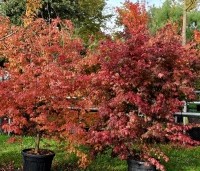 Acer palmatum - Japanse Esdoorn - mooie herfstkleuren van deze groene esdoorn