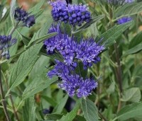 Caryopteris x clandonensis 'Heavenly Blue' - Blauwe spirea 'Heavenly Blue' - 1