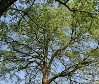 Alnus glutinosa - Zwarte Els - 3