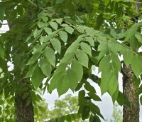Gymnocladus dioica - Doodsbeenderenboom - 1