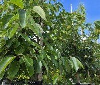 Diospyros virginiana - Virginische dadelpruim - 2