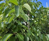 Diospyros virginiana - Virginische dadelpruim - 3