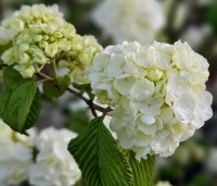 Viburnum plicatum 'Popcorn' - Japanse Sneeuwbal 'Popcorn' - 7