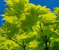 Acer shirasawanum 'Aureum' - Japanse goud esdoorn - 2