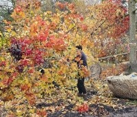 Liquidambar styraciflua - Amberboom - 5