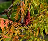 Rhus typhina 'Tiger Eyes' - Fluweelboom 'Tiger Eyes' - herfst