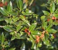 Ilex aquifolium 'Alaska' - Scherpe Hulst 'Alaska' - 1