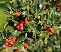 Ilex aquifolium 'Alaska' - Scherpe Hulst 'Alaska' - 2