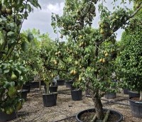 Pyrus com. 'Conference' - Pyrus com. 'Conference' - 2