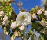 Prunus 'Fugenzo' - Japanse sierkers - 3