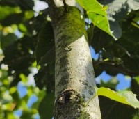 Tilia x flavescens 'Glenleven' - Linde - 5