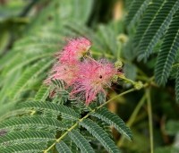 Albizia julibrissin 'Ombrella' - Perzische slaapboom 'Ombrella' - 1