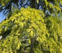 Cedrus deodara 'Aurea' - Himalayaceder 'Aurea' - 3