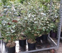 Elaeagnus Ebbingei