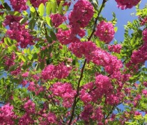 Robinia marg Casque Rouge