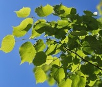 Tilia mongolica 'Buda' - Mongoolse Lindeboom - 2