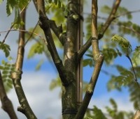 Sorbus aucuparia 'Wettra' - opgaand groeiende lijsterbes - 2