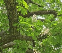 Aesculus hippocastanum - Witte paardenkastanje - 2