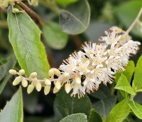 Clethra alnifolia 'Hummingbird' - Schijnsels 'Hummingbird' - 1